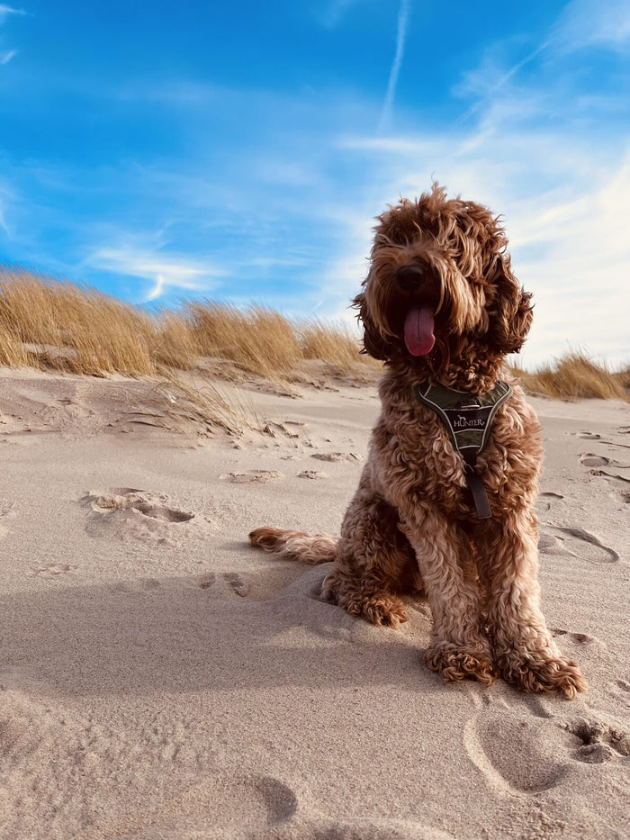 Wandelen met je hond: ruimte voor snuffelen, beweging en rust