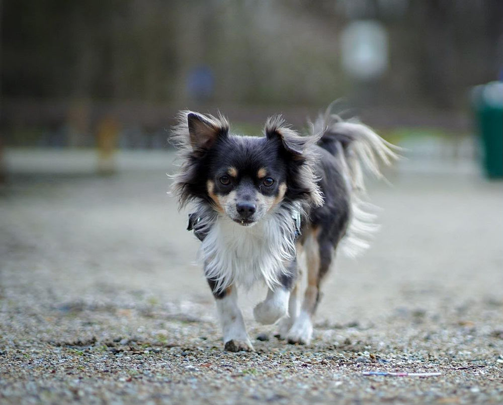 Gewrichten hond