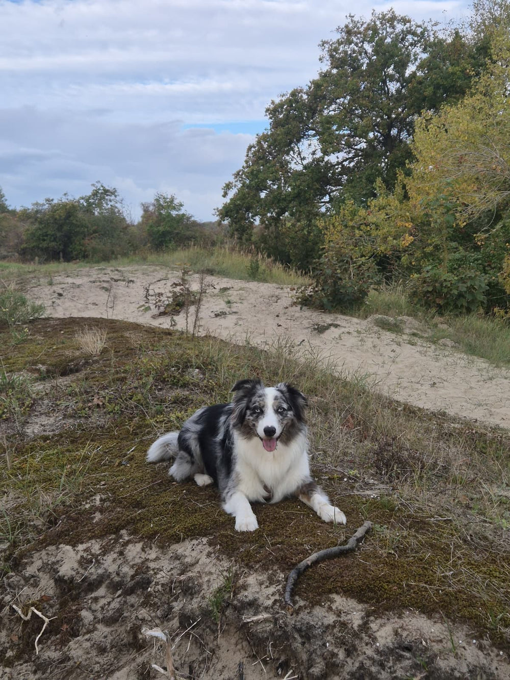 Immuunsysteem hond