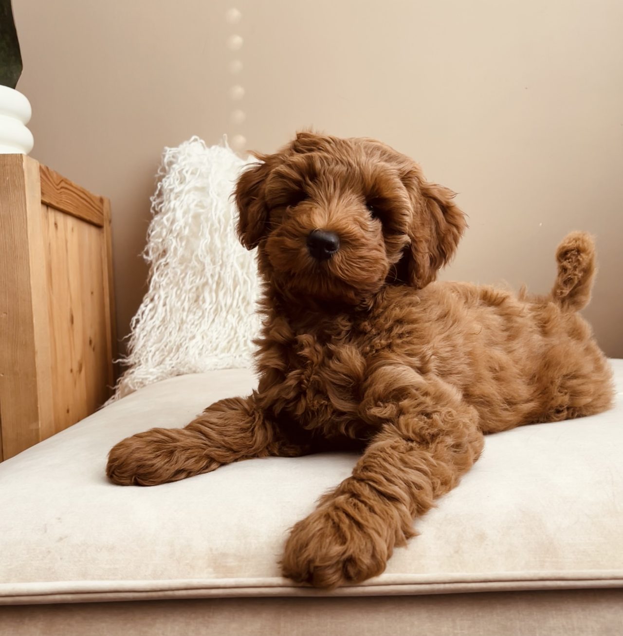 Blije hond aan het einde van de productroutine