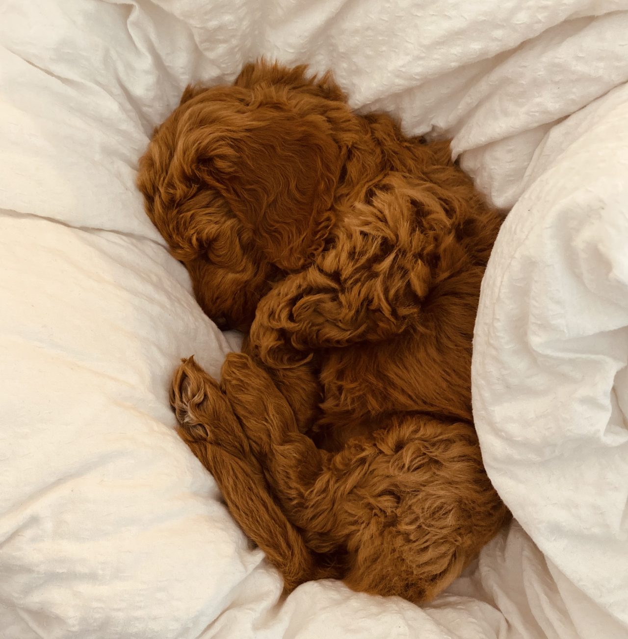Labradoodle buiten