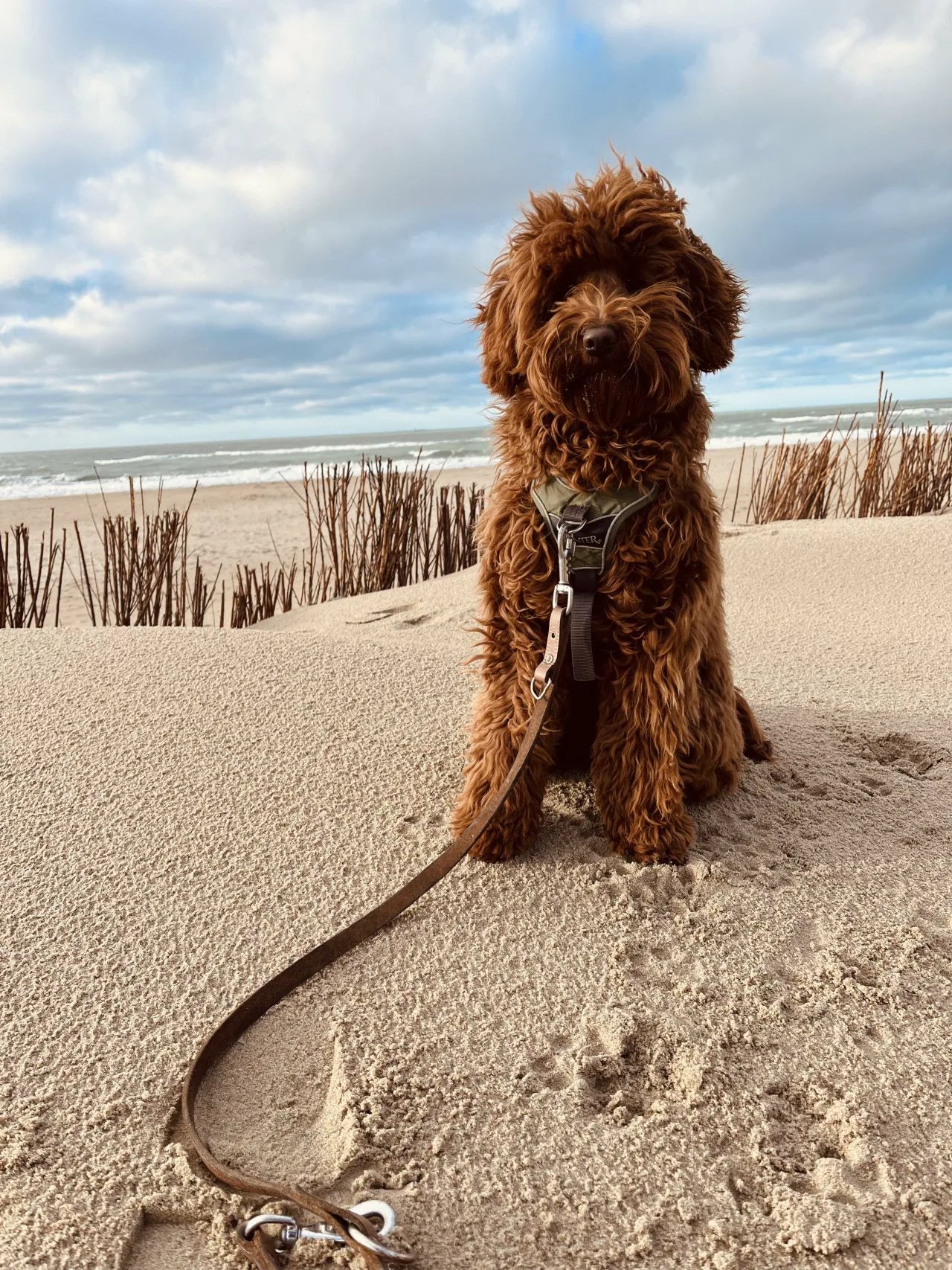 Labradoodle in een gezonde dagelijkse routine